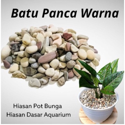 Batu Pancawarna Batu kolam pancawarna 1 kg dekorasi taman batu pot  - hiasan kolam - batu aquascape/batu aquarium BATU KWACI /KUACI