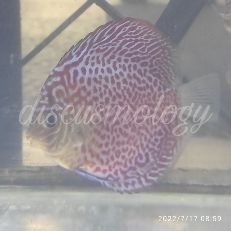 ikan Discus leopard ring