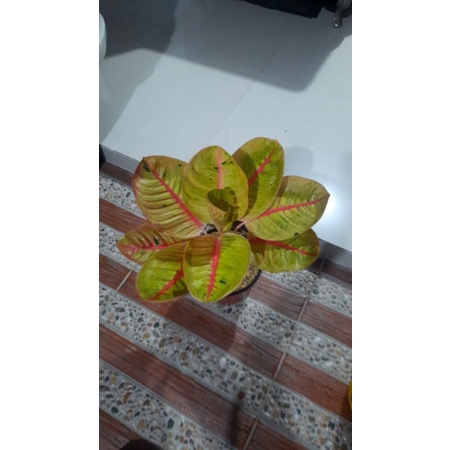 aglaonema Goliath indukan