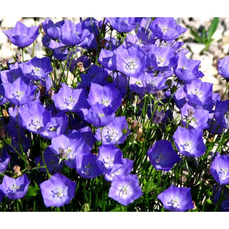 Benih Bibit Biji - Bunga Tussock Bellflower Seeds - IMPORT