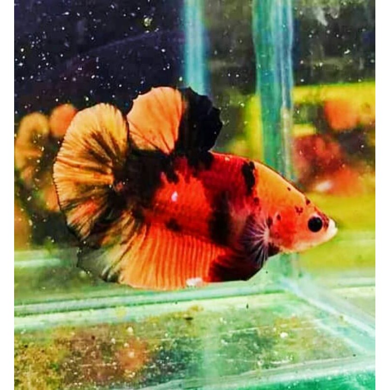 cupang nemo