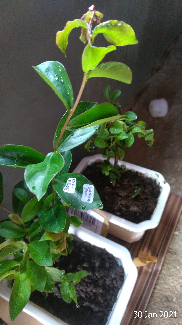 Tanaman Bunga Sakura Lokal Pink