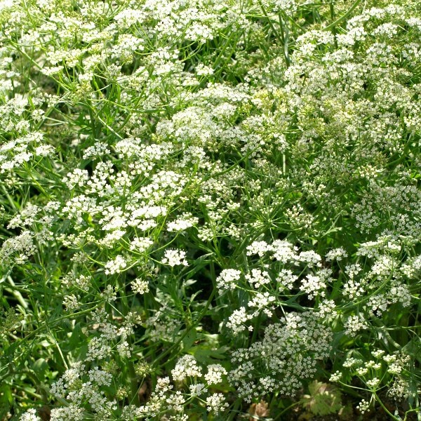 Benih-Bibit Herb Anise (Haira Seed)