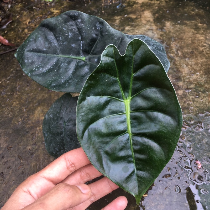 alocasia golden bone