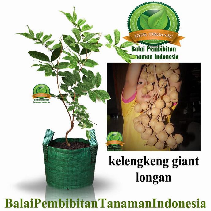 Bibit Kelengkeng Giant Longan / Bibit Buah / Tanaman W4Ge