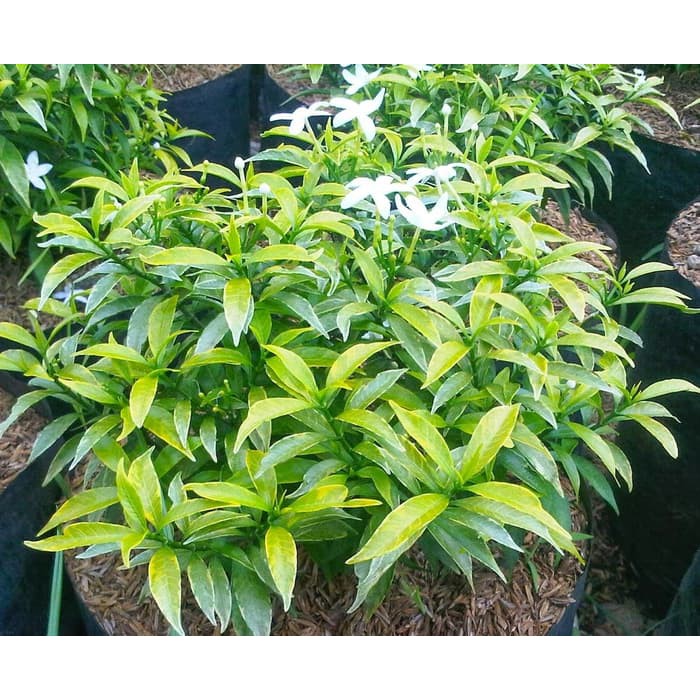 Tanaman Rombusa Mini Putih,Kuning,Hijau