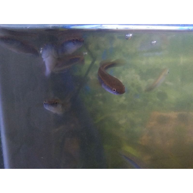 

ikan chana yellow Sentarum