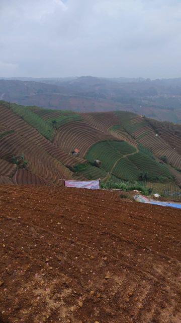 1/4p Daun Pepaya Tipis