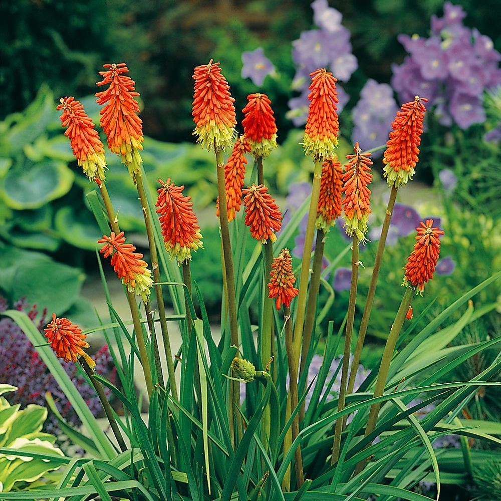 Benih Bibit Biji - Bunga Red Hot Poker / Kniphofia Crown Hybrid Flower Seeds - IMPORT