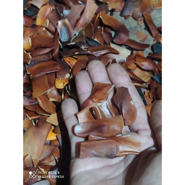 

Biji mahoni kering herbal