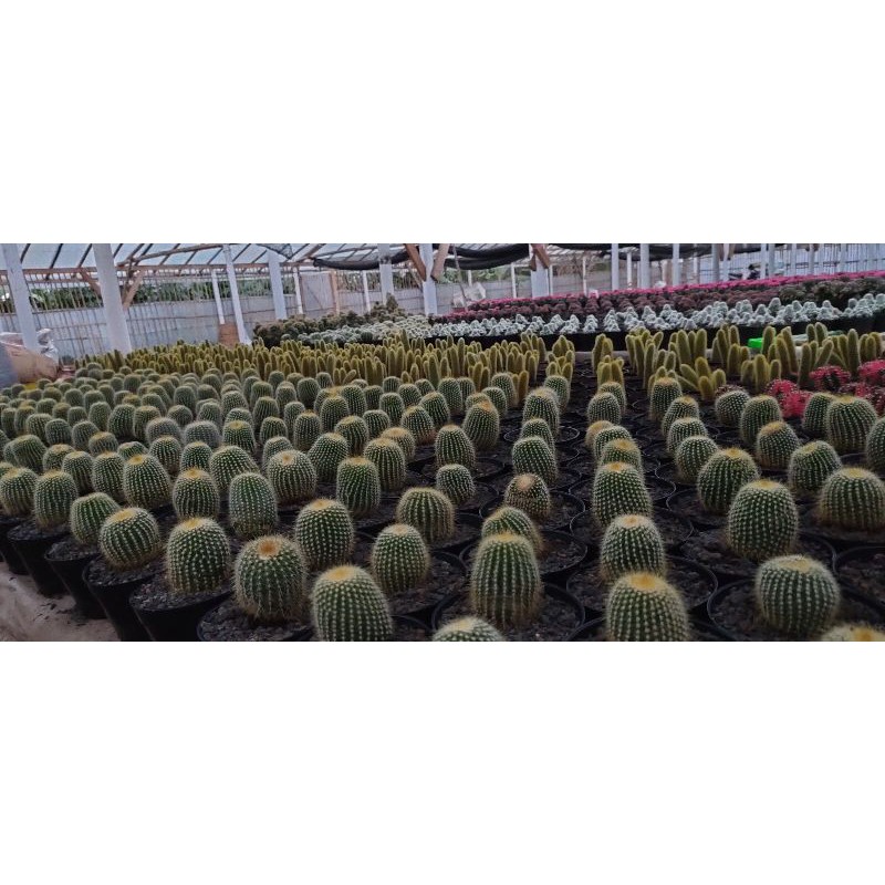 lening cactus