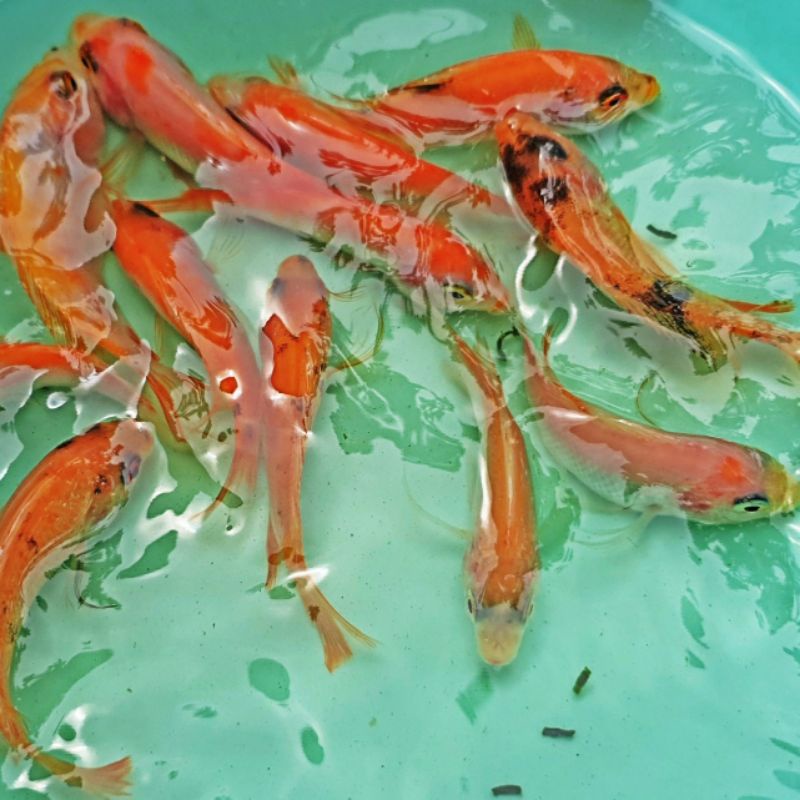 Bibit benih ikan nila merah