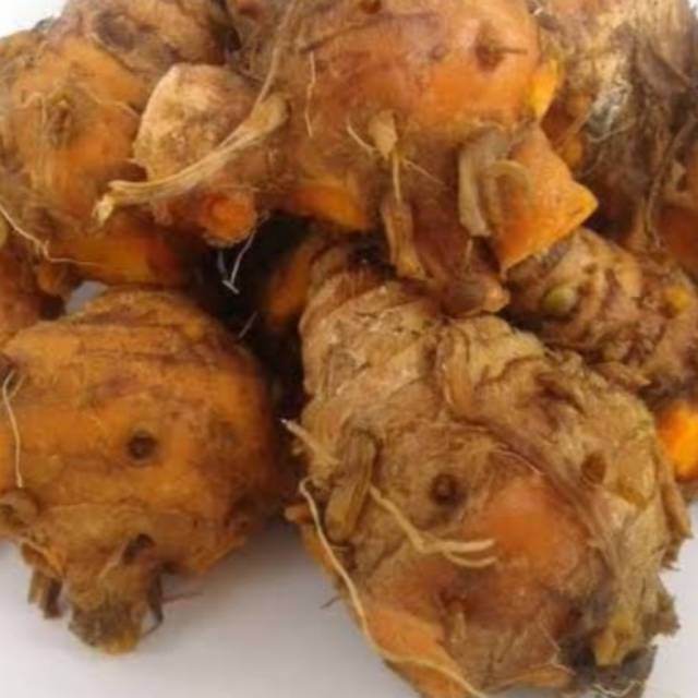 

Biang kunyit/induk kunyit