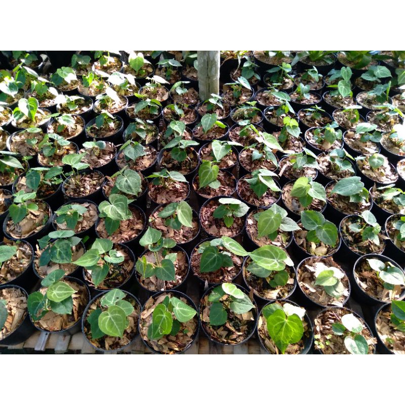 bibit kuping gajah tarantula