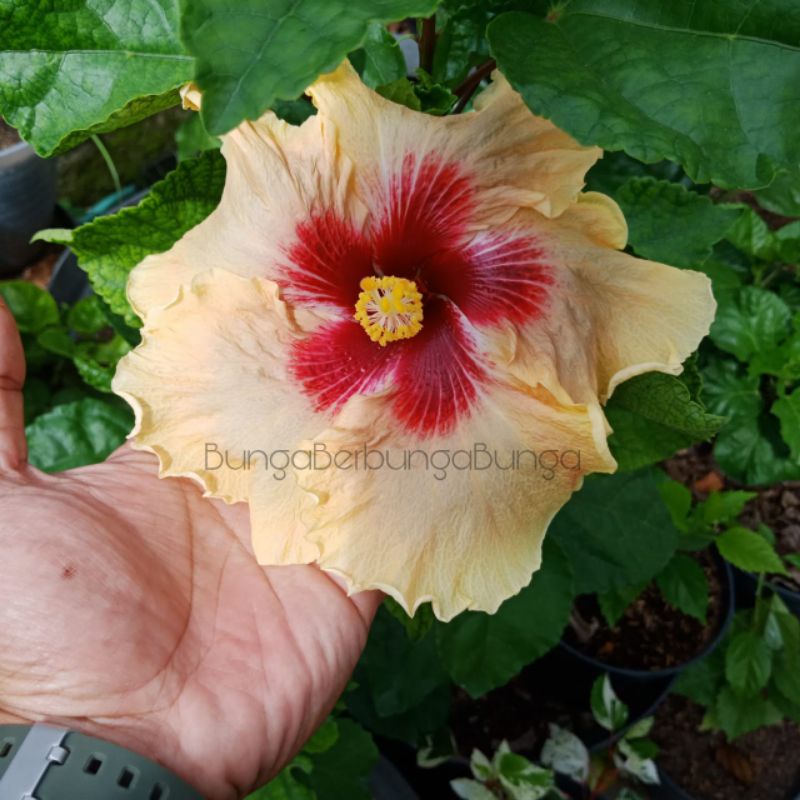 bibit bunga kembang sepatu hibiscus import langka JFP