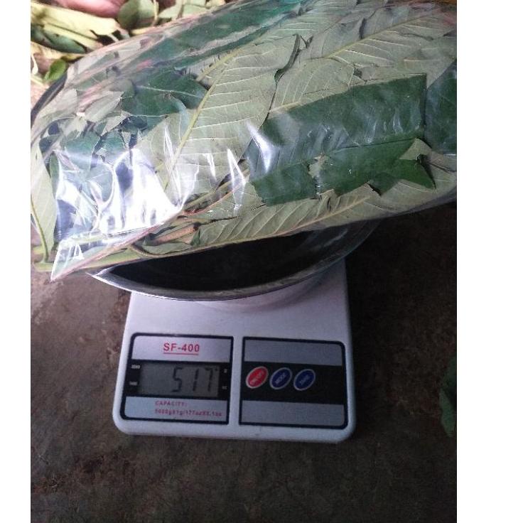 

IMPORT TERLARIS DAUN SUNGKAI 500 gram herbal covid 19 harga pendemi €