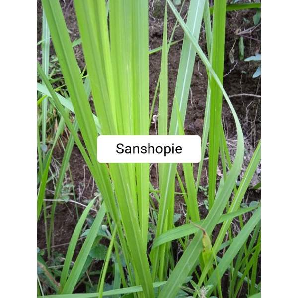 

Daun alang alang segar per 1 kg