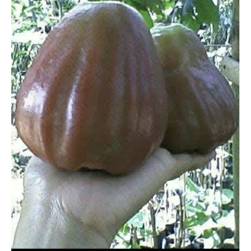 

bibit JAmbu air ga giant rose aple