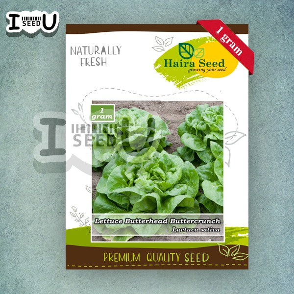 Haira Seed Bibit-Biji Selada Butterhead Buttercrunch