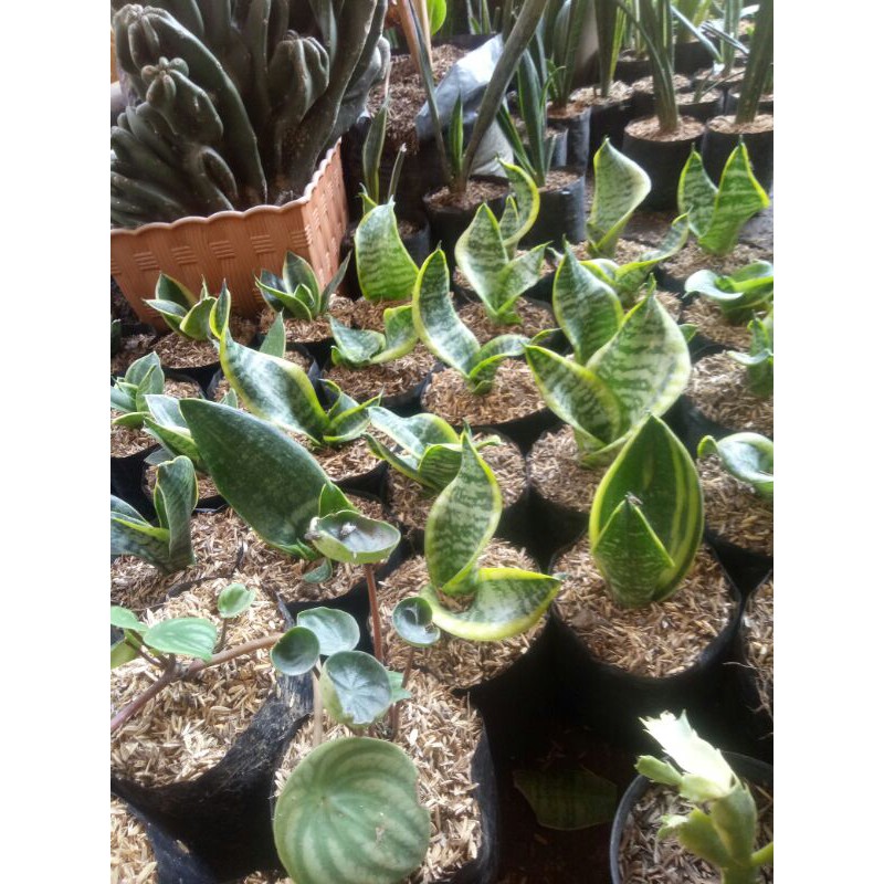 tanaman hias sansivera superba-tanaman hias sansivera futura superba-sensivera superba fitura