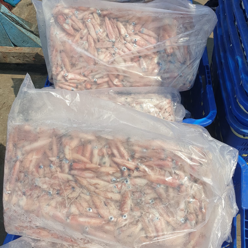 

Cumi Baby Laut Segar Fresh 1/2Kg Export Quality