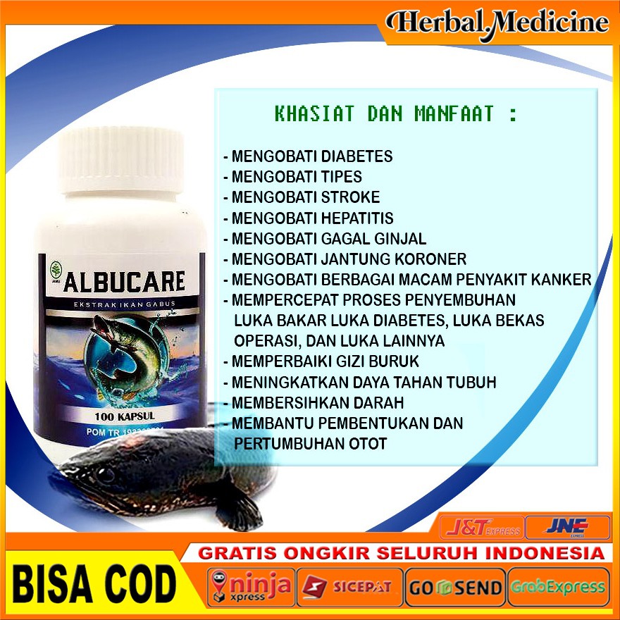 Obat Batu Ginjal Batu Empedu Batu Kandung Kemih Albucare Ekstrak Ikan Gabus Indonesia