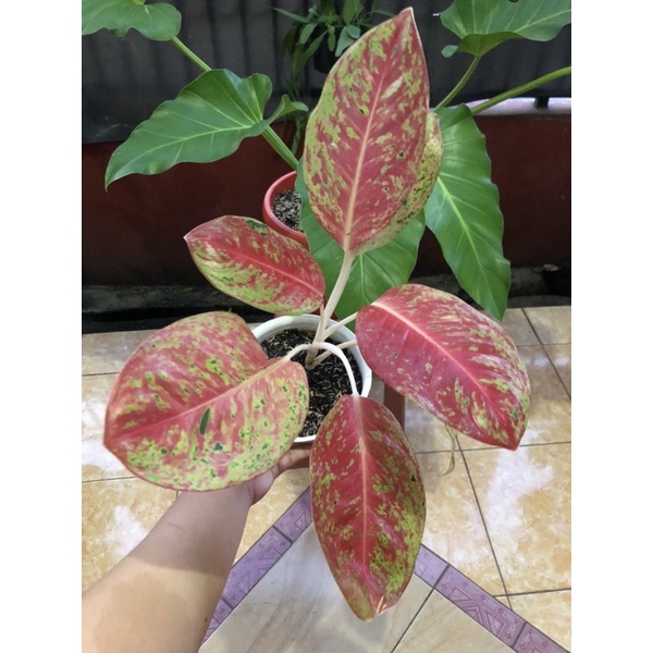 Aglonema Bigroy Mutasi