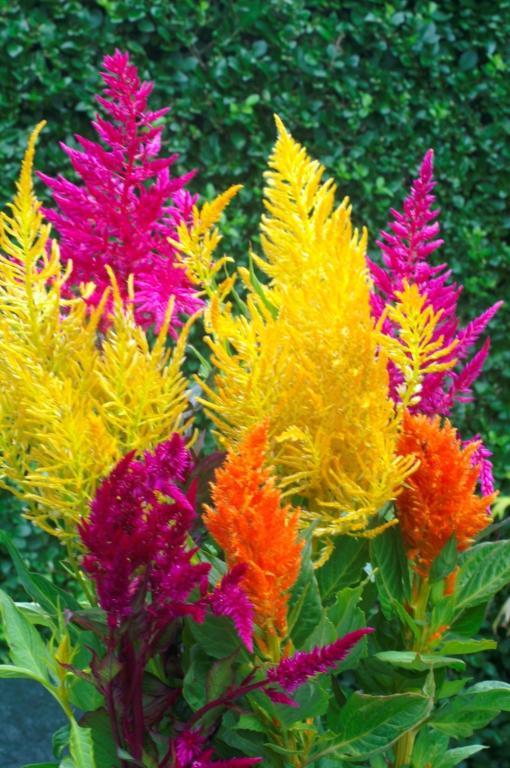 Haira Seed Bibit-Biji Bunga Celosia Pampas Plume Mix