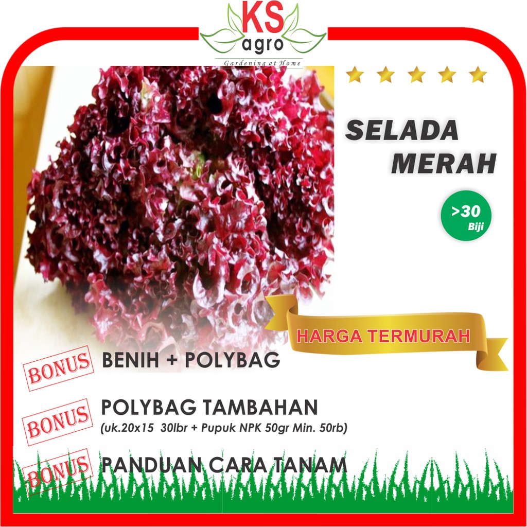 BENIH SELADA MERAH BIBIT SAYURAN UNGGUL