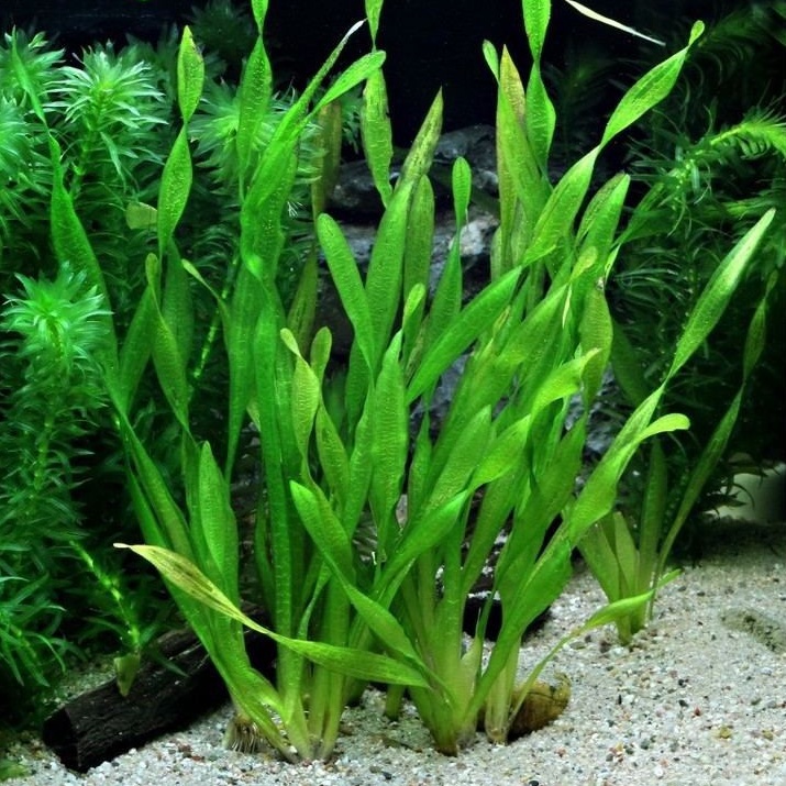 Vallisneria Sp. "Torta" - Tanaman air, tanaman aquascape