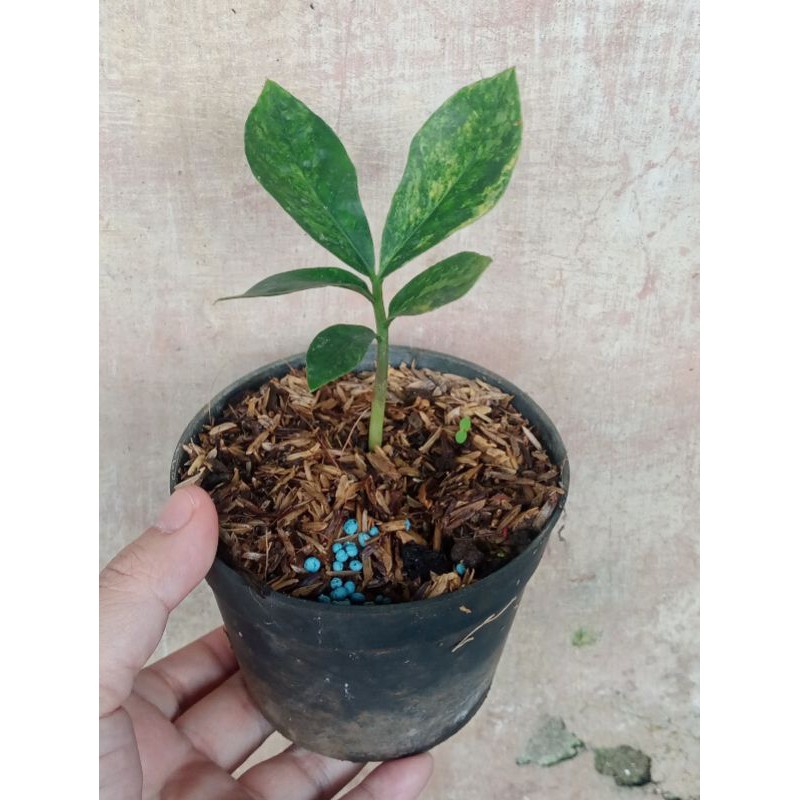 tanaman hias zamia variegata / zz plant