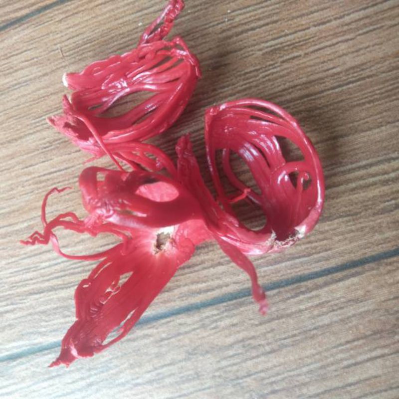 

BUNGA PALA FRES/BINGA PALA BASAH/SEMPRA PALA SEGAR