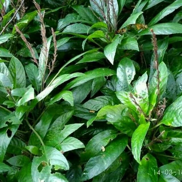 

lalaban herbal daun reundue. / lalapan 500 gr