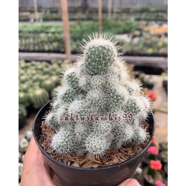 Mamil Putih Ownroot Big