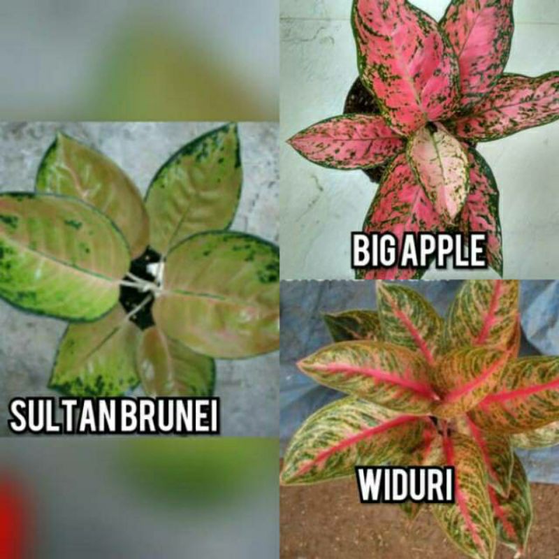 tanaman hias 3 paket bunga aglonema (sultan brunei,big apple,widuri)