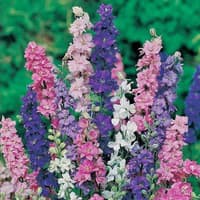 Benih Bibit Biji - Bunga Rocket Larkspur Tall Mixed Flower Seeds - IMPORT