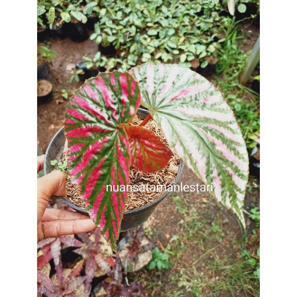 Tanaman Hias Begonia Rex Walet / pohon begonia rek walet / BEGONIA