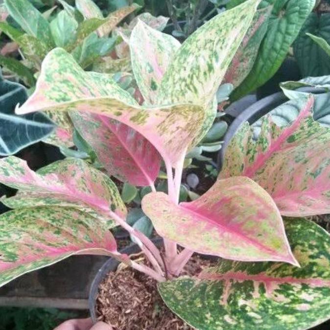 Tanaman Hias Aglonema Lulaiwan - Binga Aglonema Lulaiwan Tokofinaserba11