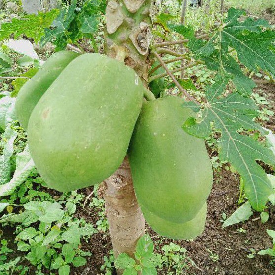 

Buah pepaya muda 1 kg