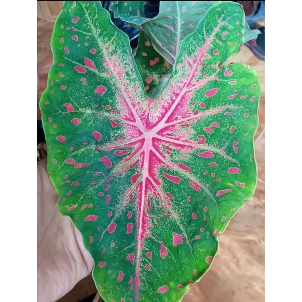 keladi bercak merah - umbi keladi bercak darah- bonggol keladi bercak darah