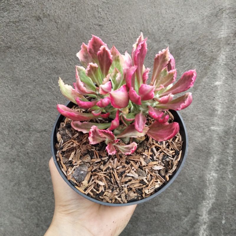 Monadenium Ritchiei Import Cluster | D 10cm