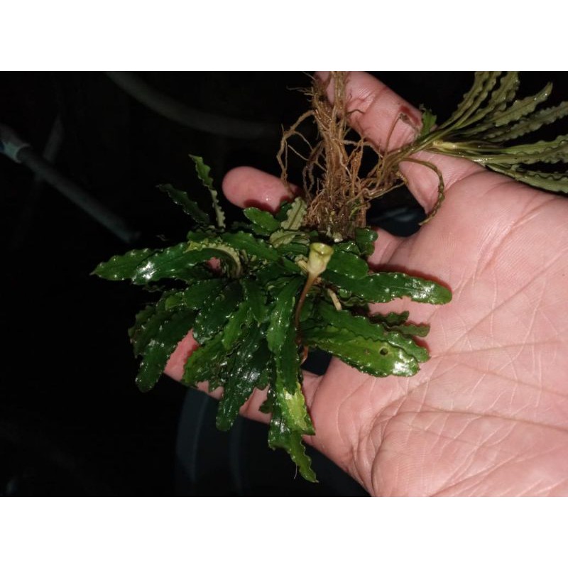 Murah Buce Velvet batangan per kg