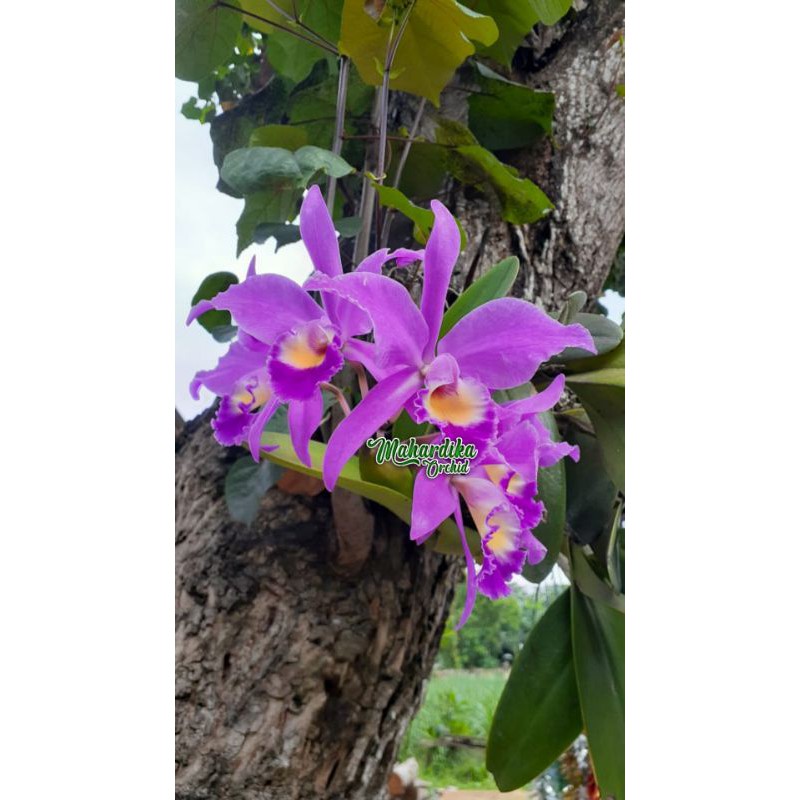 BUNGA HIAS ANGGREK CATTLEYA MANTINI DEWASA SIAP BUNGA