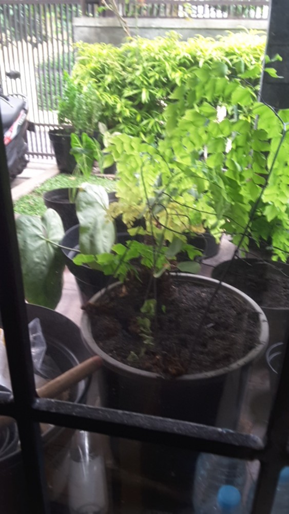 Sarung Bantal Sofa Natal Merry Christmas Kursi Dekor Kado Santa Claus Motif Printing Sbn 04