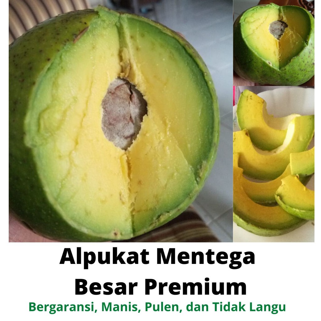 

Alpukat Mentega Premium Super Jumbo