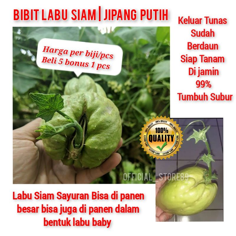 BIBIT LABU SIAM /JIPANG PUTIH SAYURAN KELUAR TUNAS