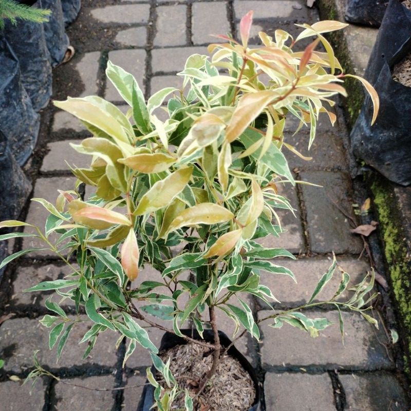 tanaman Hias pucuk merah varigata