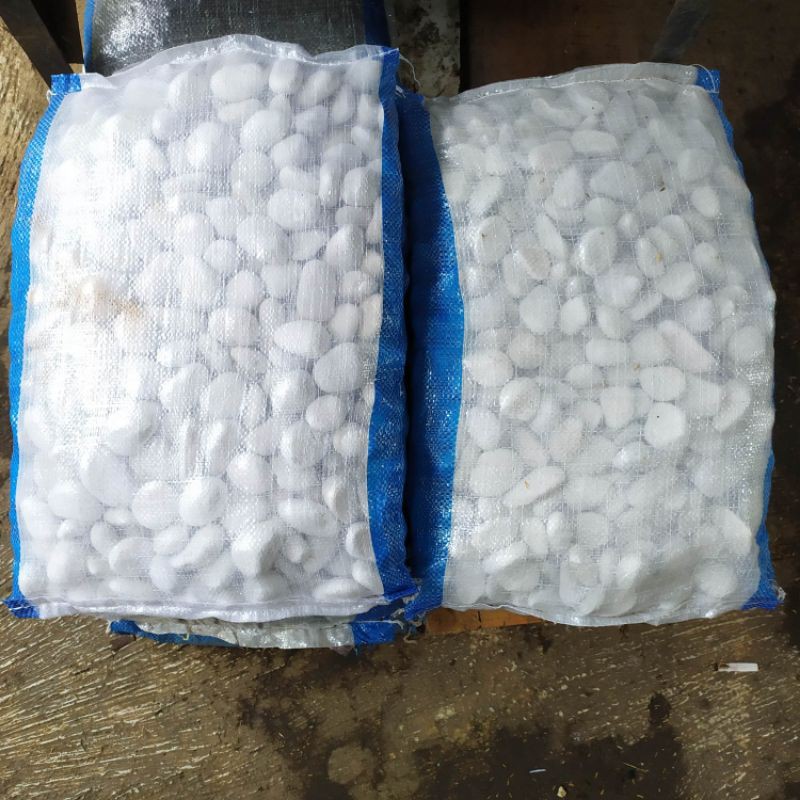 Batu Koral kupang putih ukuran (S) dan (M)