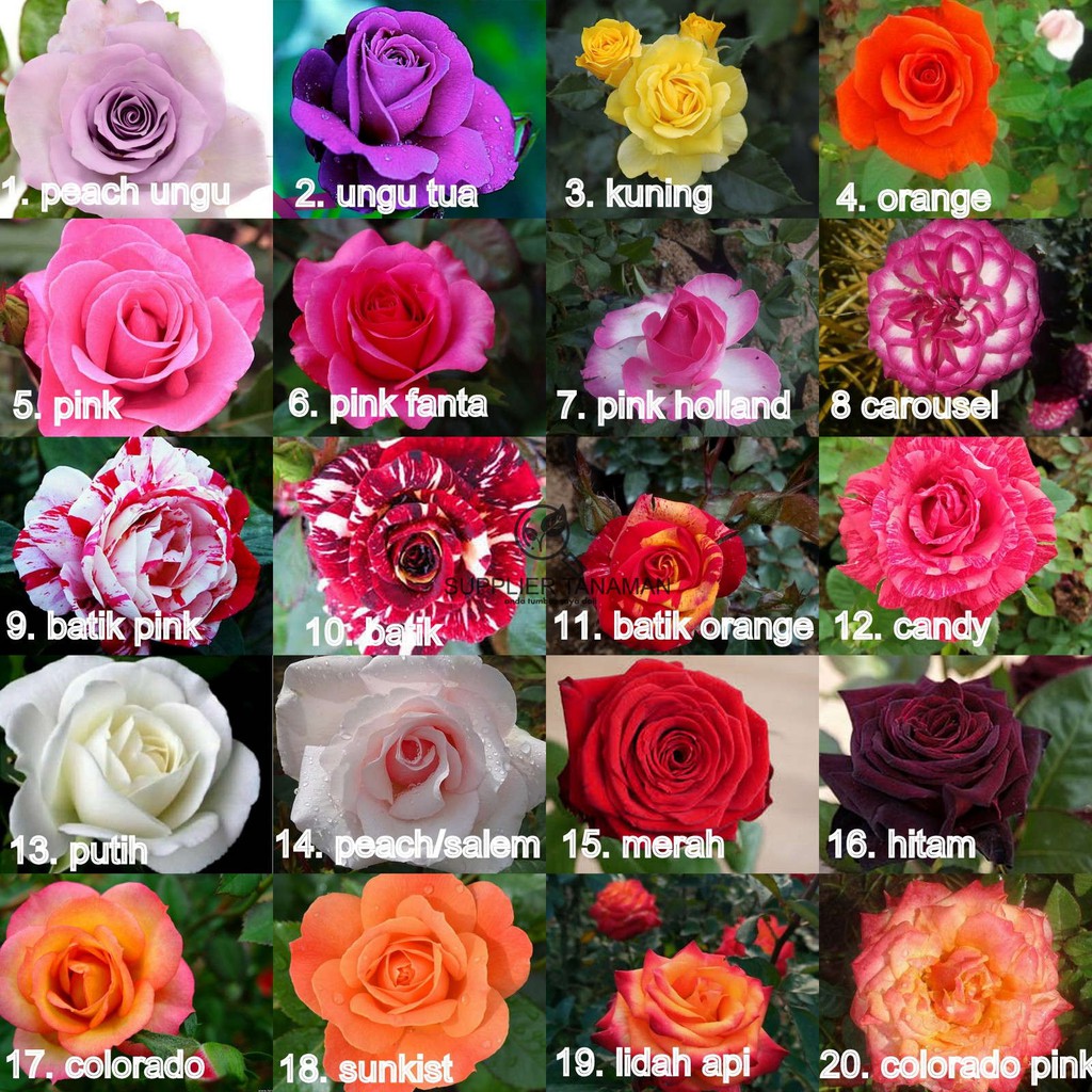 25 Bunga  Mawar Semi Holland  Gambar Bunga  Indah