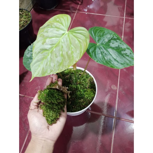 lumut hidup / media tanam lumut hidup / media tanaman lumut